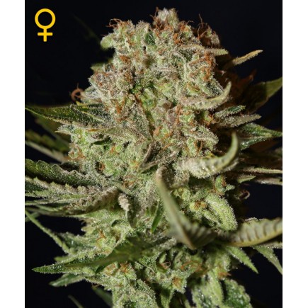 Super Bud